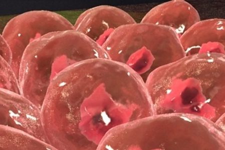 เซลล์ อาหารเซลล์ มะเร็ง สุขภาพ